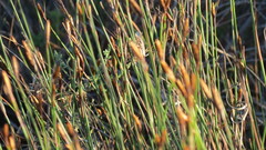 Restio quinquefarius