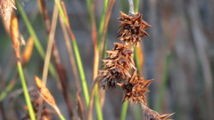 Restio quinquefarius