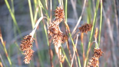 Restio quinquefarius