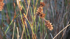 Restio quinquefarius