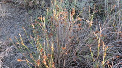 Restio quinquefarius