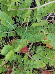 Potentilla pimpinelloides