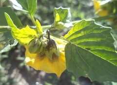 Physalis ixocarpa