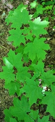 Acer platanoides