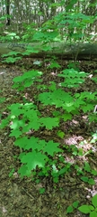 Acer platanoides