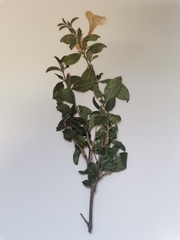 Barleria quadriloba