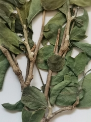 Barleria quadriloba