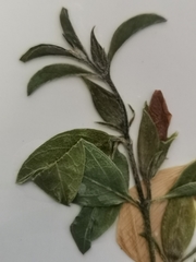 Barleria quadriloba