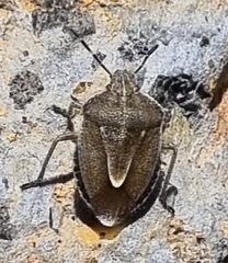 Eudolycoris alluaudi