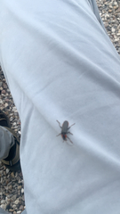 Cantharis fusca