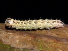 Acronicta increta