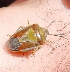 Piezodorus punctipes