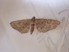 Eupithecia intricata