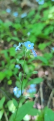 Myosotis sylvatica