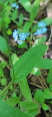 Myosotis sylvatica