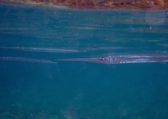 Platybelone argalus