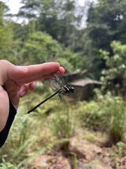 Fukienogomphus promineus