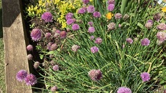 Allium schoenoprasum