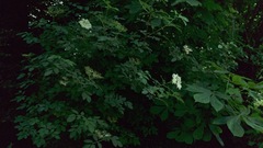 Sambucus nigra