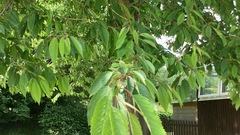 Prunus
