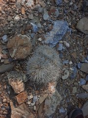 Mammillaria parkinsonii