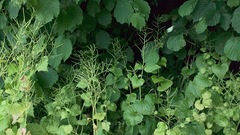 Alliaria petiolata