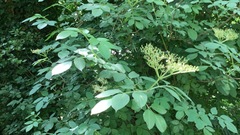 Sambucus nigra