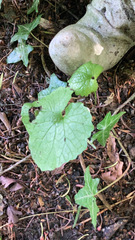Alliaria petiolata