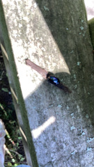 Insecta