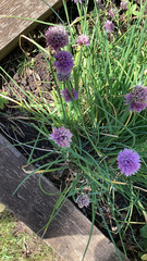 Allium schoenoprasum