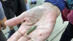Insecta