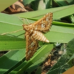 Sameodes