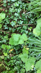 Alliaria petiolata