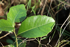 Denhamia bilocularis