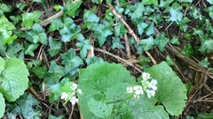Alliaria petiolata