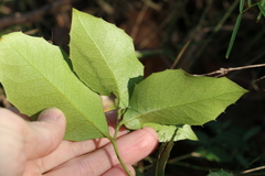 Denhamia bilocularis