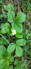 Fragaria vesca