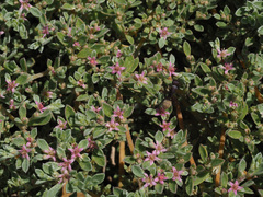 Aizoon portulacaceum