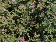 Aizoon portulacaceum