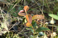 Denhamia bilocularis