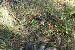 Denhamia bilocularis