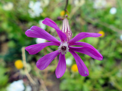 Silene colorata