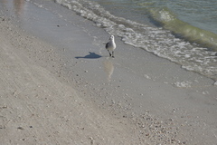 Leucophaeus atricilla megalopterus