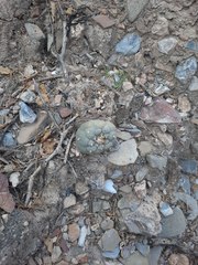 Lophophora diffusa