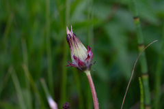 Taraxacum faeroense