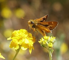 Ochlodes agricola