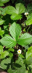 Fragaria vesca