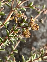 Erica dispar