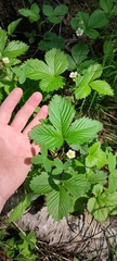 Fragaria vesca