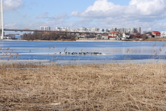 Fulica atra